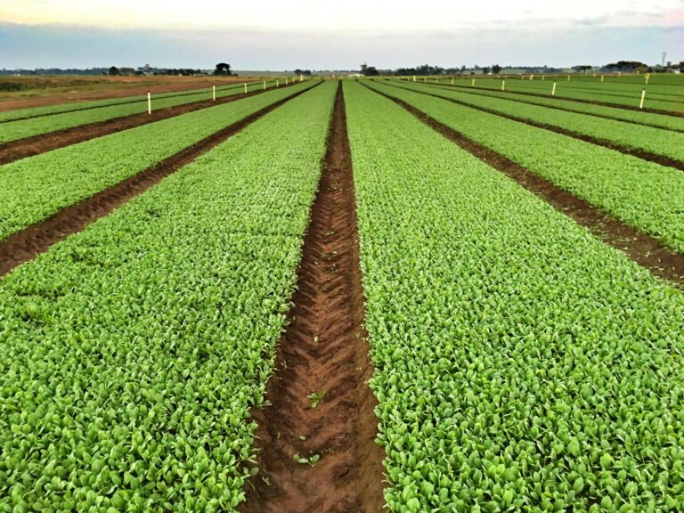 Salad farm. Sustainable development.
